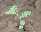 Prairie Mimosa Seeds for Planting (30 Seeds) - Desmanthus Illinoensis Seeds - Il