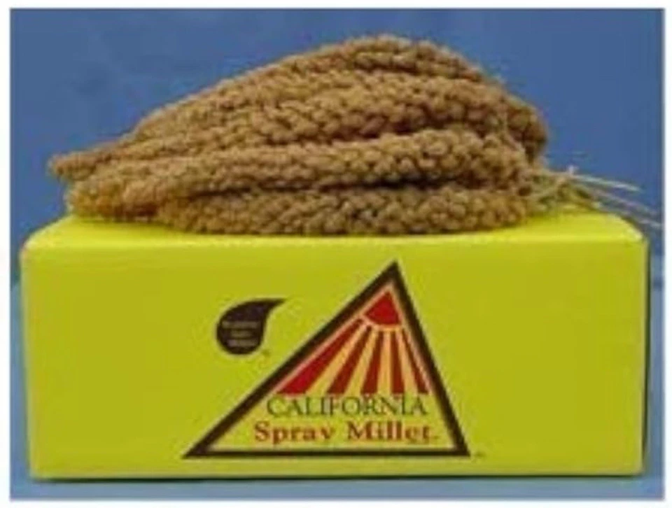 GOLDEN FARMS PRODUCTS California Golden Spray Millet Birds Premium Spray Millet Fresh & Fast Shipping!
