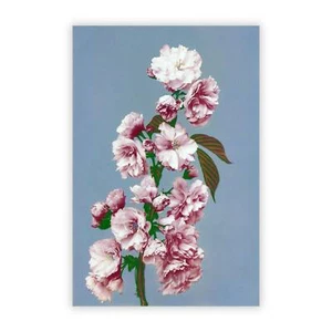 Pink Cherry Blossoms Wall Art Poster Print Flowers Asian Ogawa Kazumasa - Picture 1 of 4