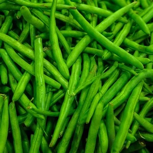 1/4 Lb Provider Green Bush Bean Seeds - Everwilde Farms Mylar Seed Packet - Picture 1 of 2