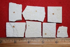 Eocene Green River Shale fish scale fossil on matrix one per bid - Picture 1 of 4
