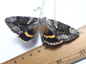 Unmounted Butterfly insects moth, Lepidoptera Noctuidea,Catocala. North america  - Picture 1 of 2