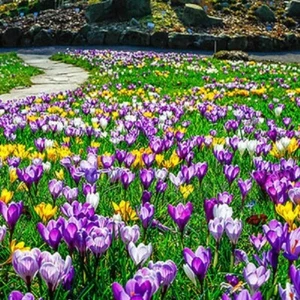 10 MIXED CROCUS BULBS - Picture 1 of 2
