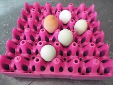plastic egg trays x 10, mixed colours  