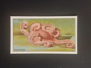 1928 B. Morris & Sons Zigarettentabak London Zoo Aquarium Oktopus - Bild 1 von 2