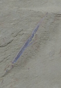Cambrian fossil maybe Paucipodia inermis,collection,teaching, No.y16