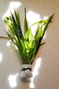 Vallisneria Spiralis Roja, Planta En Maceta, Planta Acuática, Acu - Imagen 1 de 1