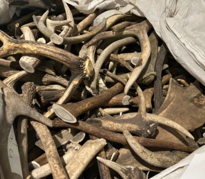 Grade D Elk Antler Mix – Crafts, Light Chew Dog Treat, Natural Shed - 3 Pieces - Image 1 of 4