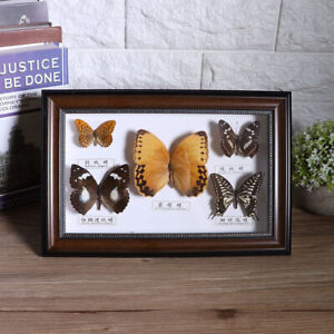Vikye Real Framed Butterfly Five Exquisite Butterflies Insect Specimen Handmade