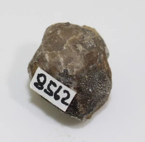 Brachiopode, Dicamara sp., Devon, Rommersheim, Eifel, Germania -a876 - Foto 1 di 6