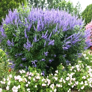 25 LILAC CHASTE TREE SEEEDS - Vitex agnus-castus - Picture 1 of 5