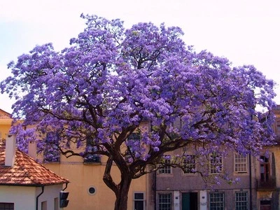 Paulownia tomentosa (Foxglove Tree) 50 Seeds | RARE Outdoor Garden Flowers | UK - Image 1 of 4
