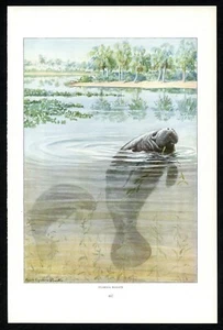 Florida Seekuh, 1916 Louis Agassiz Fuertes Druck, nordamerikanische Tierwelt - Bild 1 von 3