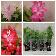 Thanksgiving/Christmas Cactus Assortment 4 Starter Size Plants - All Different