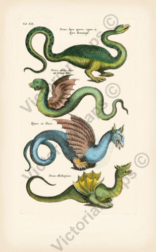 Dragon species monster serpent engraving print N1 Merian Jonston 1657 art poster