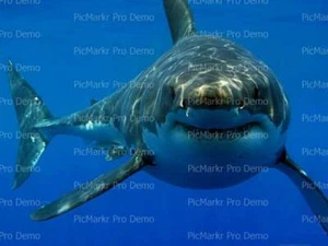 Great White Shark Birthday ~ Edible 2D Fondant Cake Cupcake Topper ~ D3878 * - Picture 1 of 1