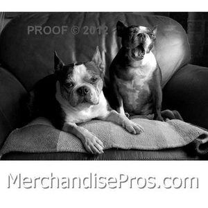FOTO BOSTON TERRIER 5x7 impresión fotográfica linda!! - Imagen 1 de 2
