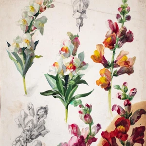 Hans Pretzsch bocas de león estudio floral botánica acuarela sin firmar alrededor de 1900 - Imagen 1 de 3