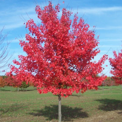 Acer rubrum 'Summer Red' | Red Maple Tree | Ornamental Tree | 5-6ft - Image 1 of 4