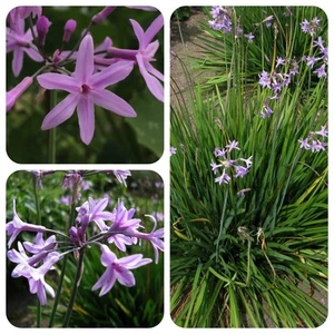 Zimmerknoblauch Tulbaghia violacea Knobiflirt Knoblauchs-Kaplilie Gewürz - Bild 1 von 4