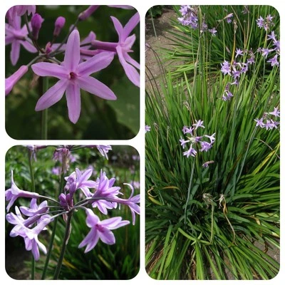 Zimmerknoblauch Tulbaghia violacea Knobiflirt Knoblauchs-Kaplilie Gewürz  - Bild 1 von 4