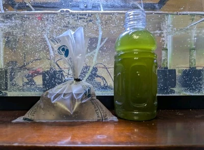 Daphnia стартовая культура - зеленая вода в комплекте - Изображение 1 из 3