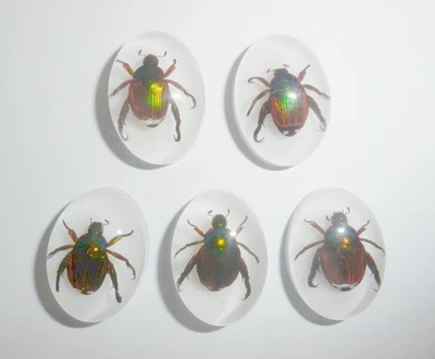 Insect Cabochon Golden Cockchafer Beetle Oval 18x25 mm on White 5 pieces Lot - Image 1 of 4