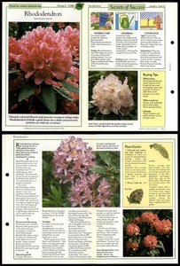 Rhododendron #78 Window-Boxes Success With House Plants 1990 Fold-Out Card