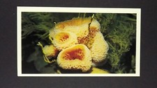 1 x Grandee Cigar card Living Ocean - Sponges ± No 2 ≠ Q34