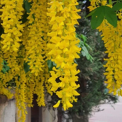 Maggiociondolo comune 2L - La pianta più imponente d'Europa  - Immagine 1 di 4