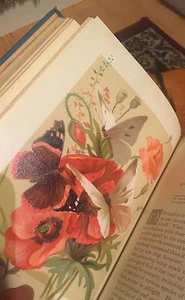 Birds And Butterflies By M S Musgrave Beautiful Prints - Bild 1 von 1