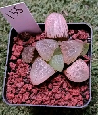Haworthia plant # 55  mature plant, very well Rooted succulent - Image 1 of 4