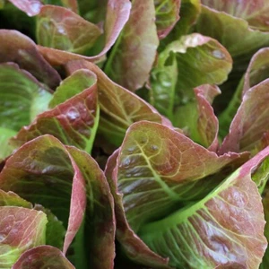 1/4 Pfund Cimmaron Römersalat Samen - Everwilde Farms Mylar Samen Paket - Bild 1 von 2