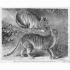 SYRIAN CATS Presented to the London Zoological Society - Antique Print 1863