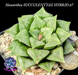 #7 Haworthia SUCCULENTTAZ HYBRID unique mature plant Gasteria Aloe family - Picture 1 of 5