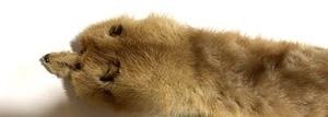 MINK FUR ~ Luxury BOA WRAP STOLE ~ Full Body Pelts Heads Tails Feet - Picture 1 of 4