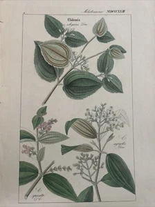 DIETRICH, David Nathaniel Friedrich: Flora Universalis 1831-1861. Clidämie - Bild 1 von 7