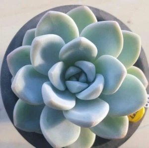 Jelly Beans Chinese Jade Succulent Sedum 10 Leaf Cuttings Seeds Indoor Plant BIO - Picture 1 of 1