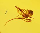 Detailed Araneae (Spider), Fossil Inclusion In Burmese Amber