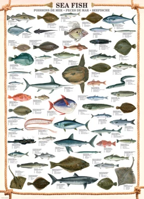 Eurographics Sea Fish 1000 Piece Jigsaw Puzzle - Image 1 of 3