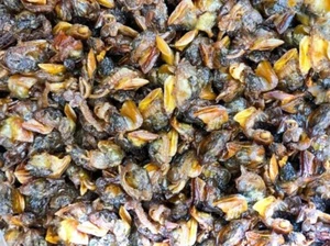 Thailand New Dried striped mollusks, Processed Seafood Clean Fresh High Quality - Picture 1 of 12