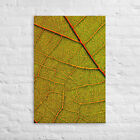 Vivid Veins - Autumn Leaf Network Canvas Art