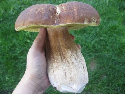Seeds Porcini Mushroom Boletus White Mycelium Spawn Spores Organic Ukraine - Image 1 of 4