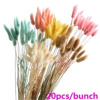Uk 20x Rabbit Tail Grass Bunny Tails Dried Flowers Lagurus Ovatus Plant Stems Ebay