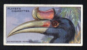 THE RHINOCEROS HORNBILL 1929 JOHN PLAYER CIGARETTES CURIOUS BEAKS #24 VG - Picture 1 of 2