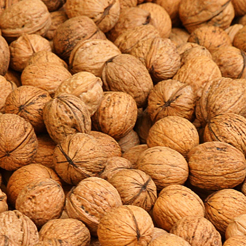 1000g Walnüsse mit Schale, naturbelassen Grenobler - Bild 1 von 1