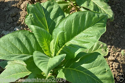 2000 semi di tabacco varieta' golden virginia- per sigarette-nicotina tabacun
