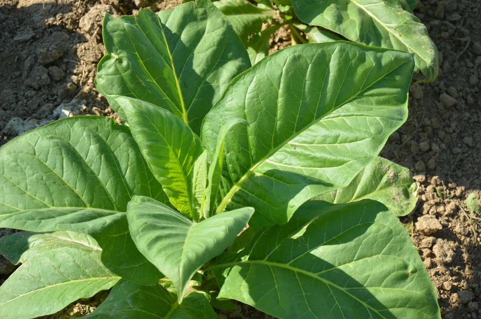 2000 semi di tabacco varieta' golden virginia- per sigarette-nicotina tabacun