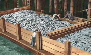 Postal Scow Load of Salmon Bellingham Washington Edward H. Mitchell - Imagen 1 de 2