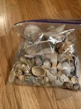 4 Pound Bag of Hand Picked Sea Shells from Florida Beach Home Decor or Crafting